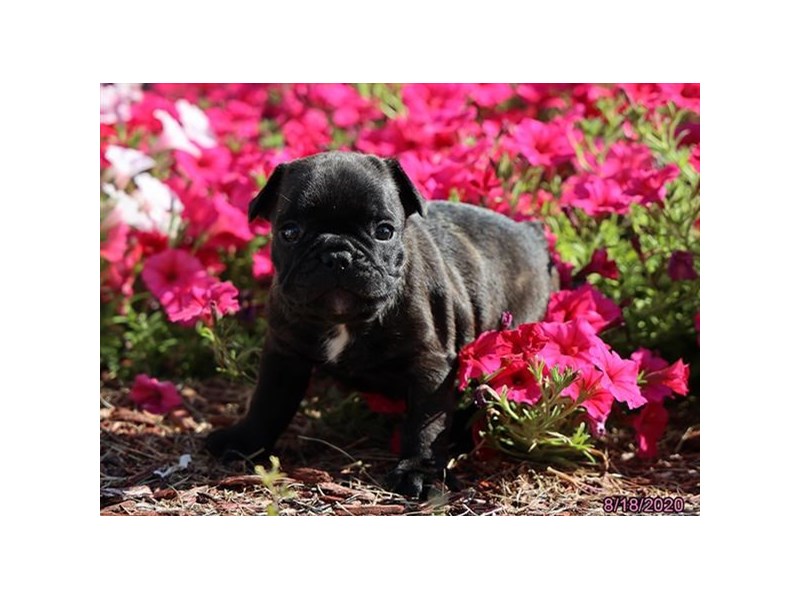 French Bulldog