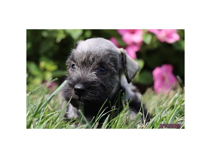 Miniature Schnauzer