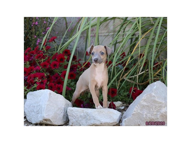 Italian Greyhound