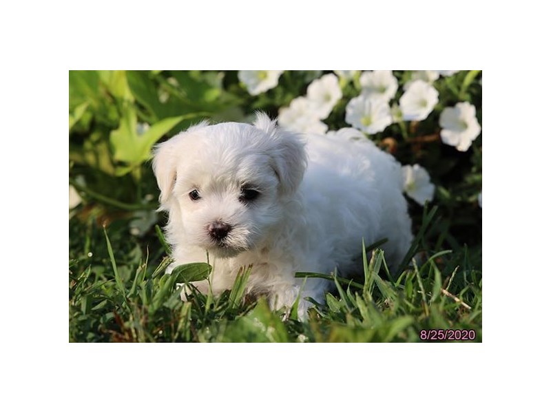 Coton De Tulear