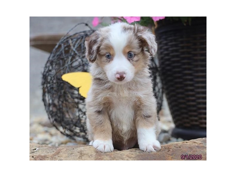 Miniature Australian Shepherd