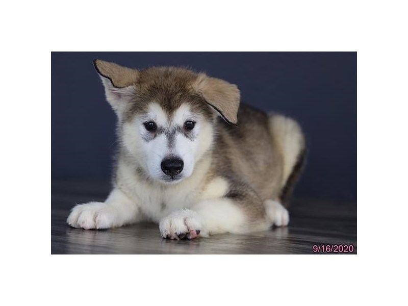 Alaskan Malamute
