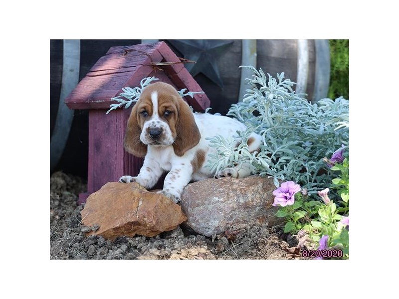 Basset Hound