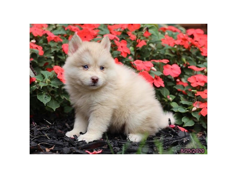 Pomsky
