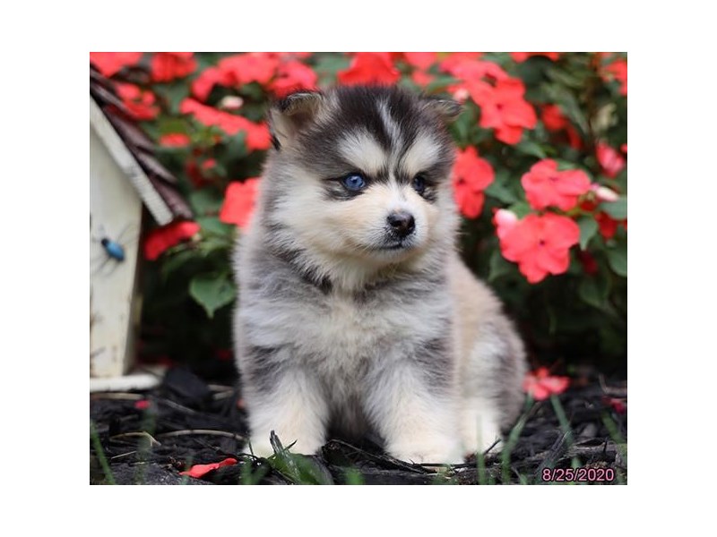 Pomsky