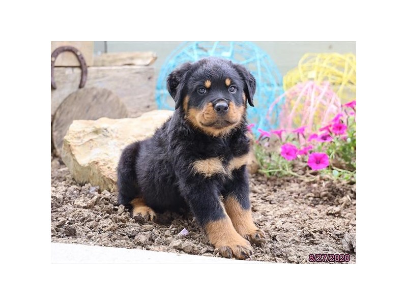 Rottweiler