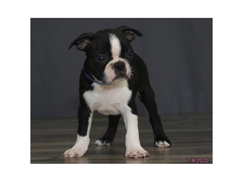 Boston Terrier