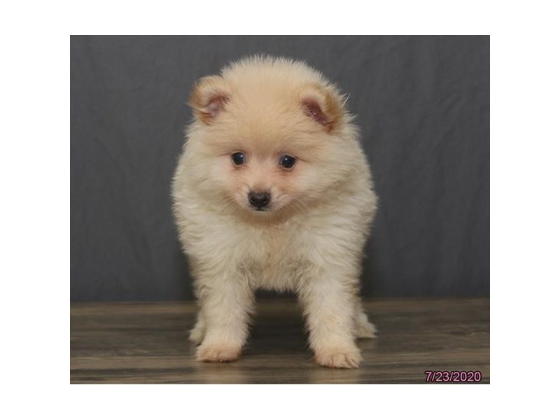 Pomeranian