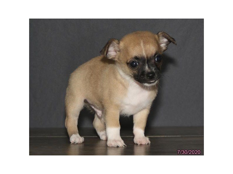 Chihuahua