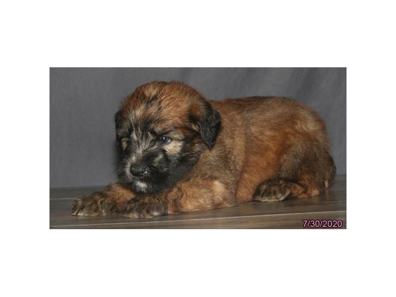 Soft Coated Wheaten Terrier