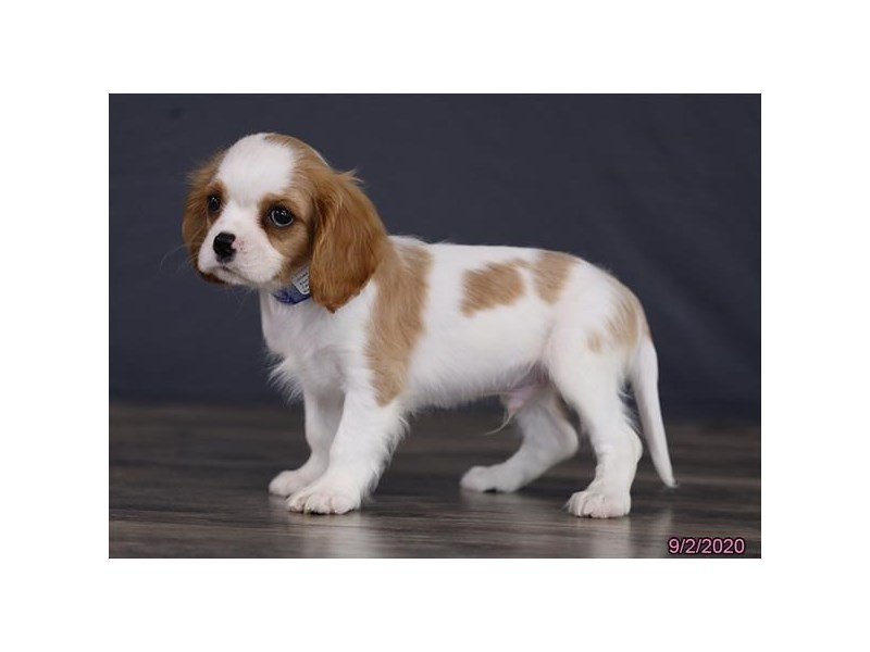 Cavalier King Charles Spaniel