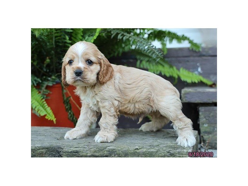 Cocker Spaniel