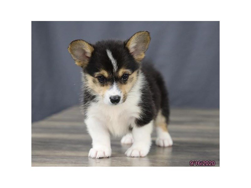 petland corgi