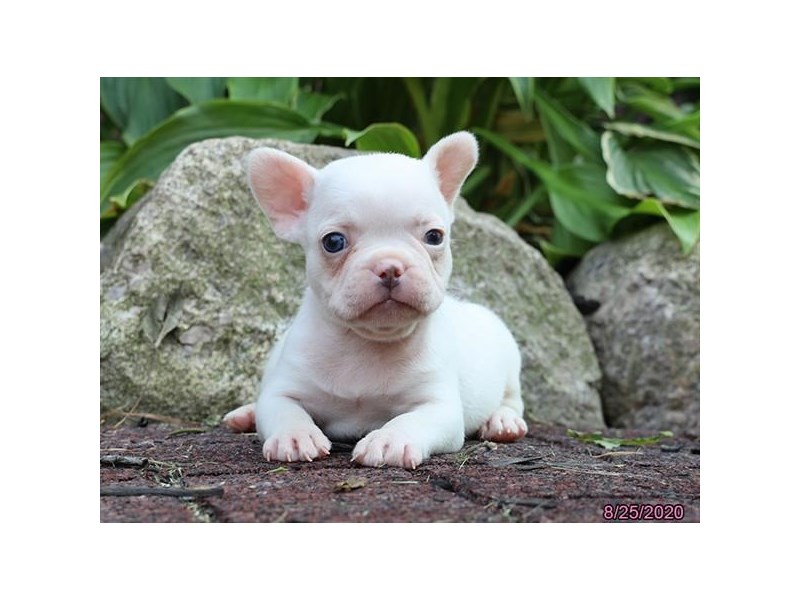 French Bulldog