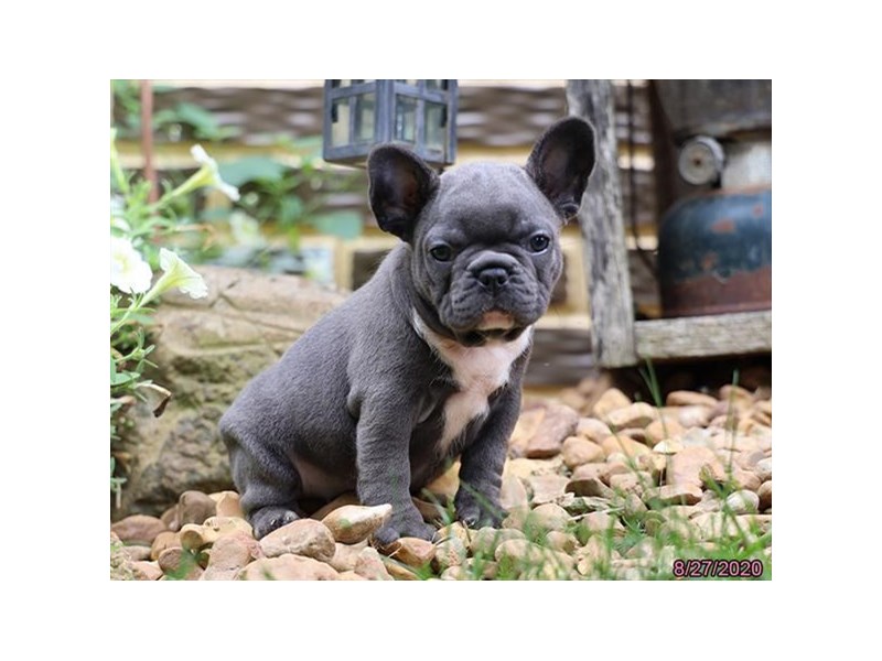 French Bulldog