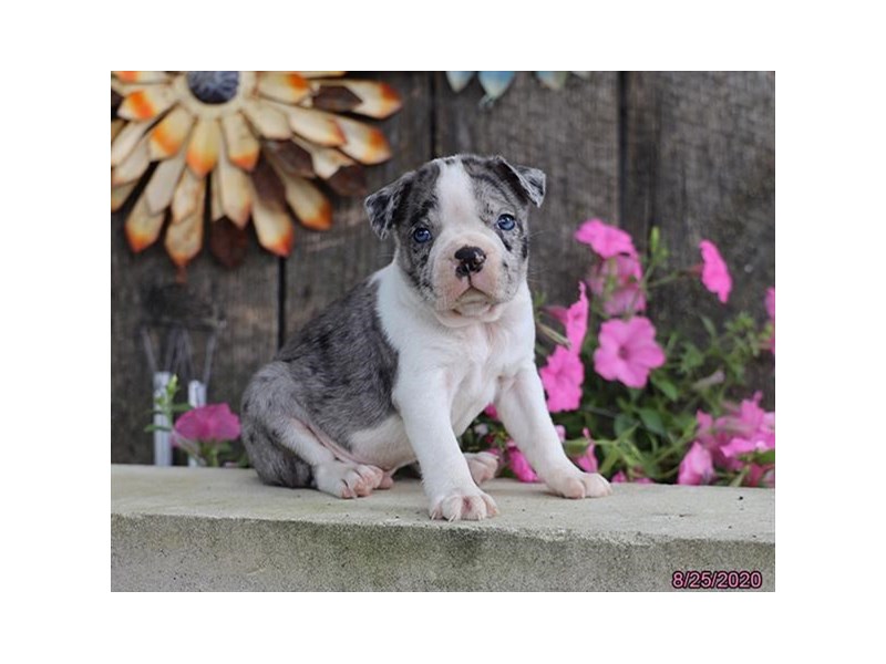 Boston Terrier