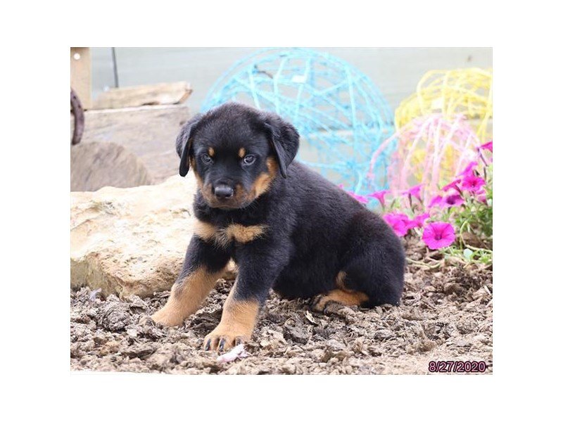 Rottweiler