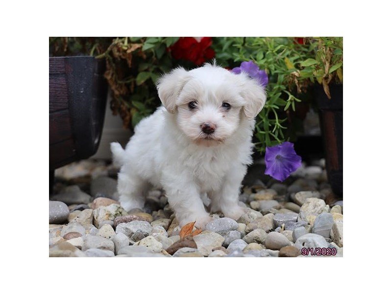 Coton De TulearDOGMaleWhite2854128Petland Columbus, Ohio