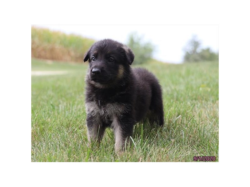German Shepherd Dog