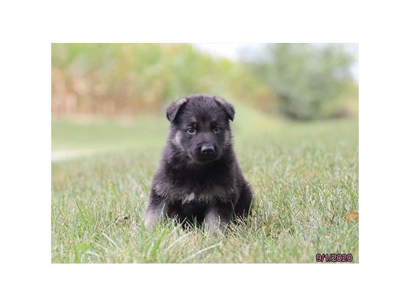 German Shepherd Dog