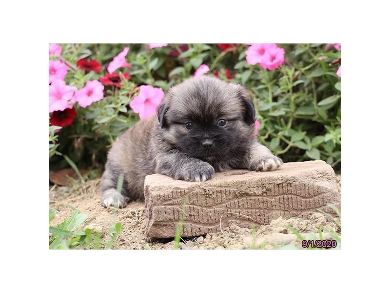 Shih Tzu/Pomeranian