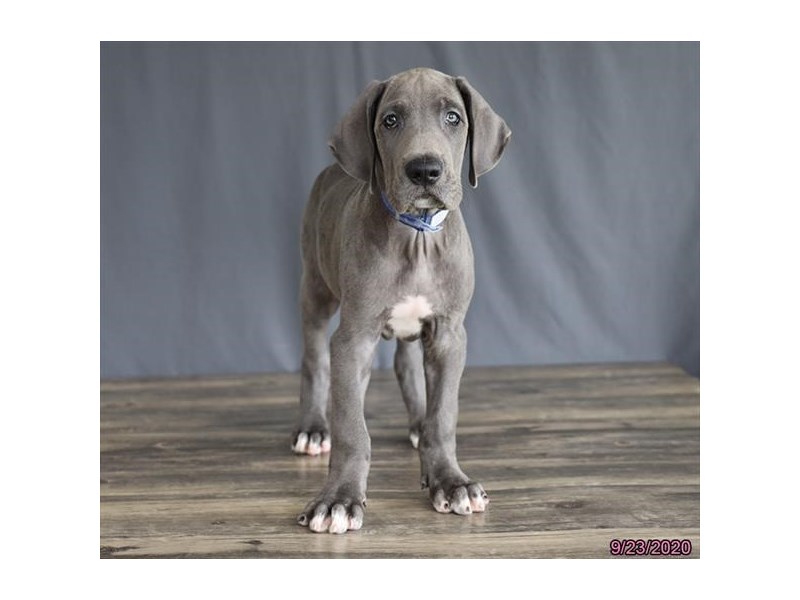 Great Dane