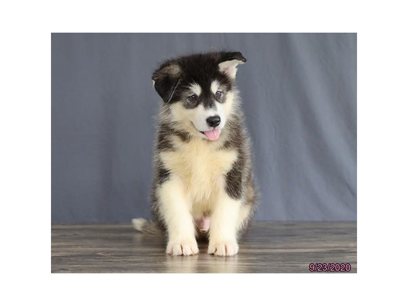 Alaskan Malamute