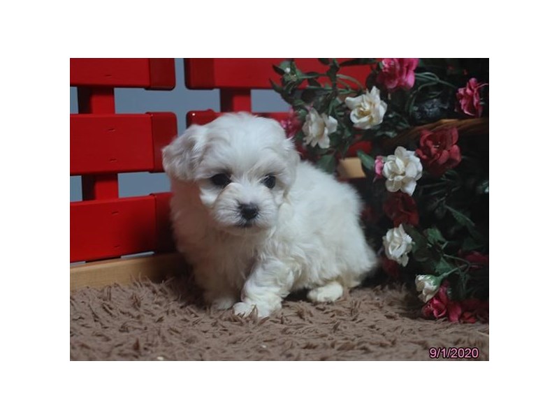 Maltese/Bichon