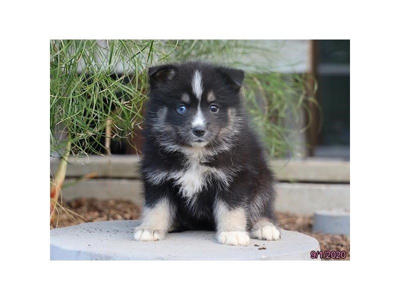 Pomsky