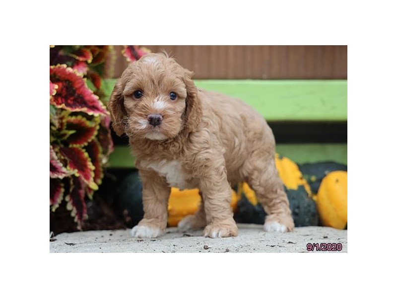Poodle/Cocker Spaniel