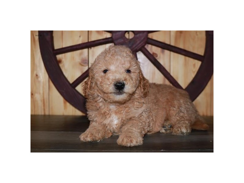 Goldendoodle Mini 2nd Gen