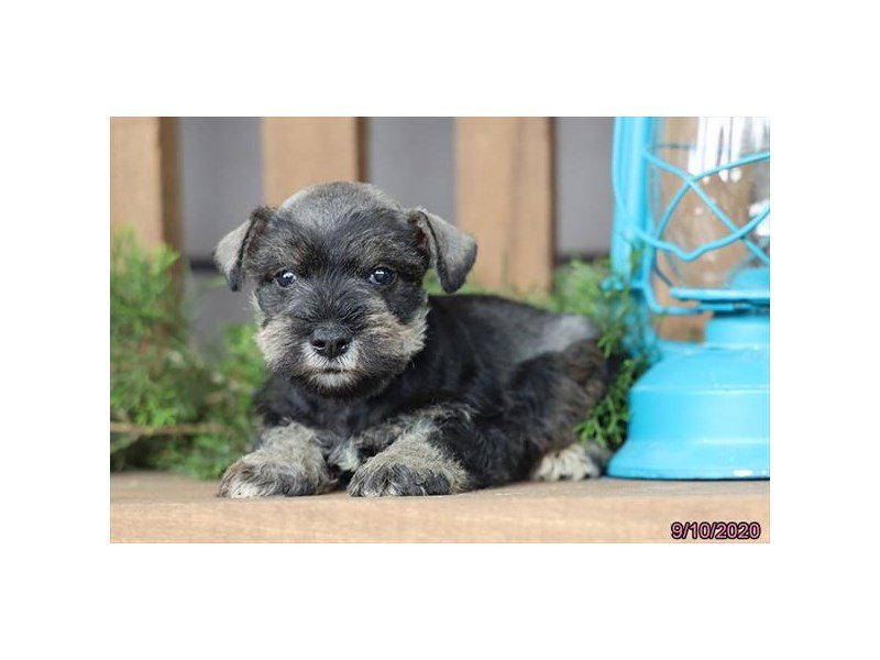 Miniature Schnauzer