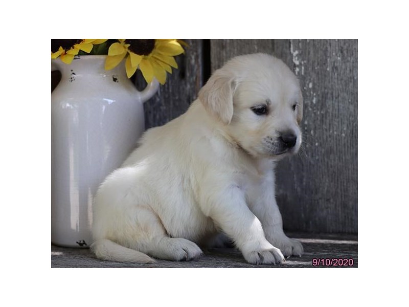 petland golden retriever