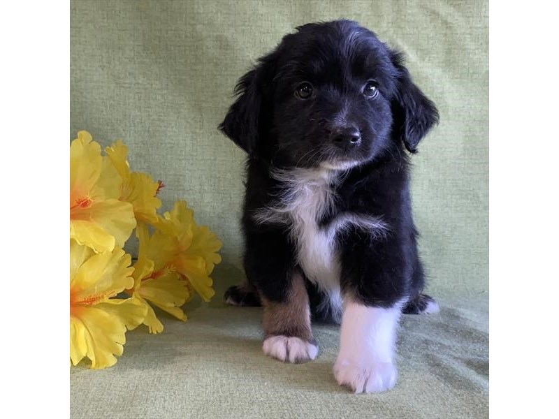 Australian Shepherd