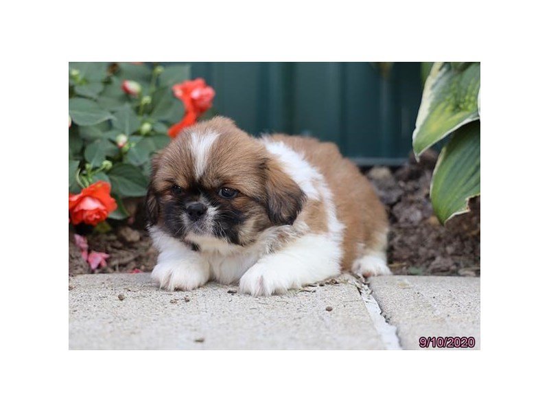 Pekingese