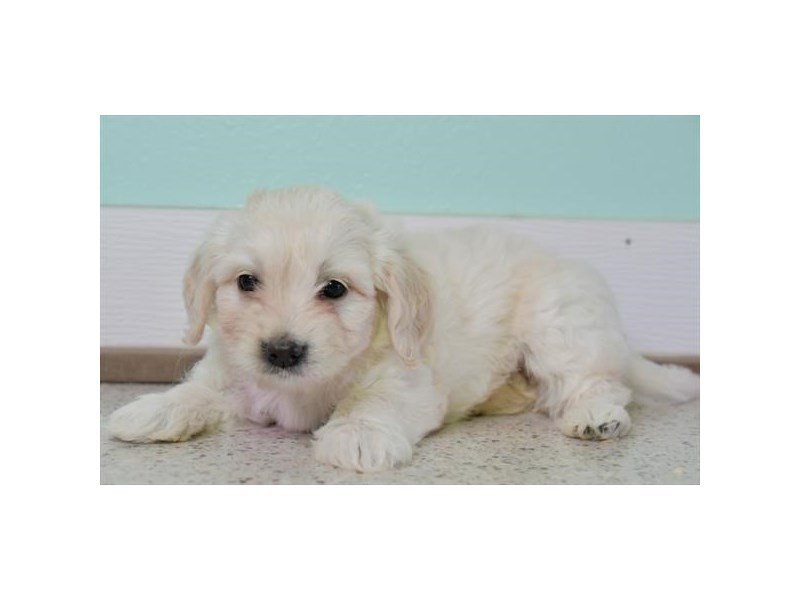 Goldendoodle Mini 2nd Gen