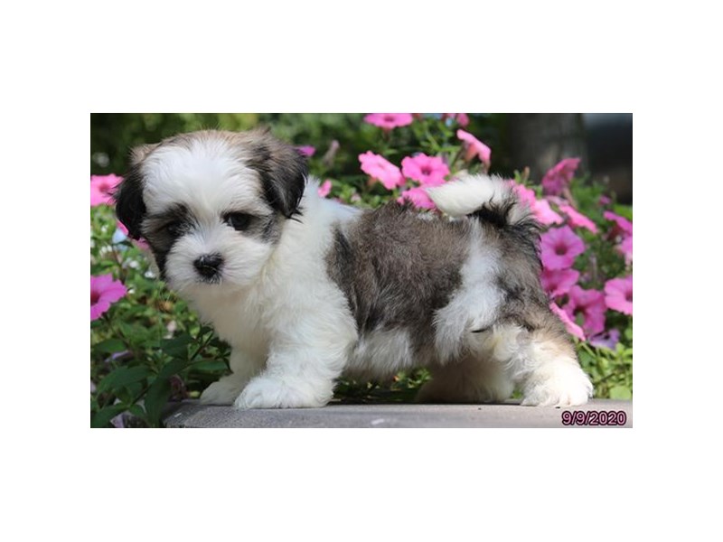 Maltese/Shih Tzu