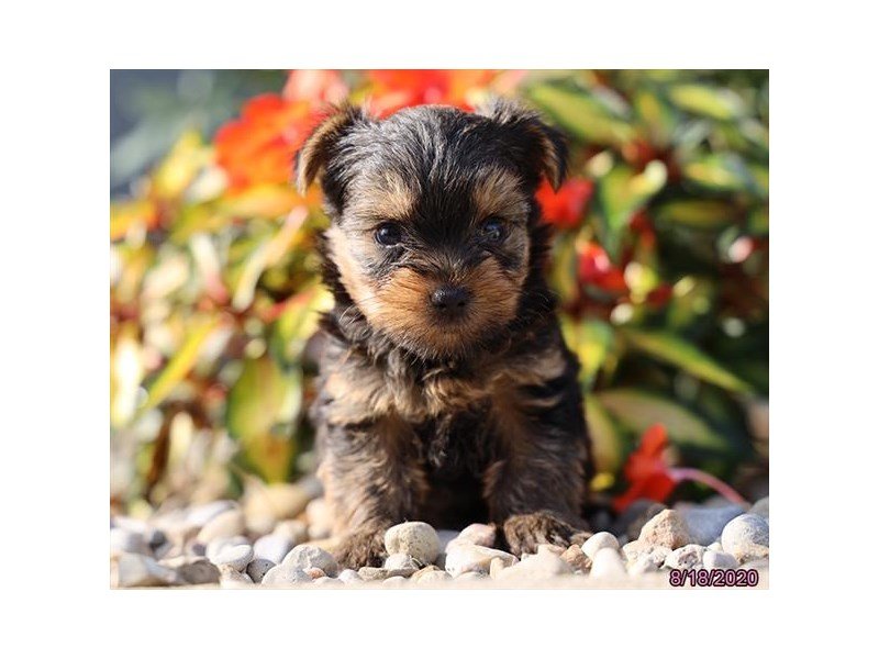 Yorkshire Terrier