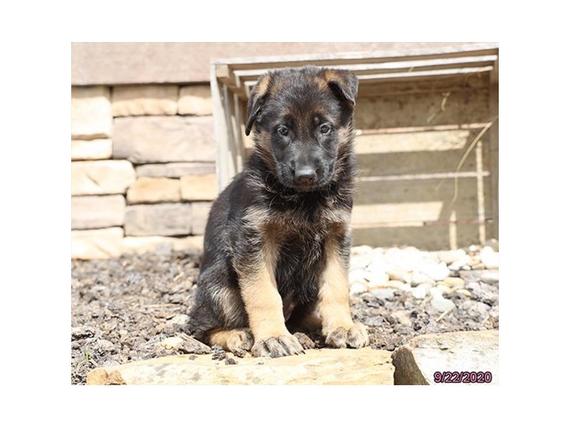 German Shepherd Dog