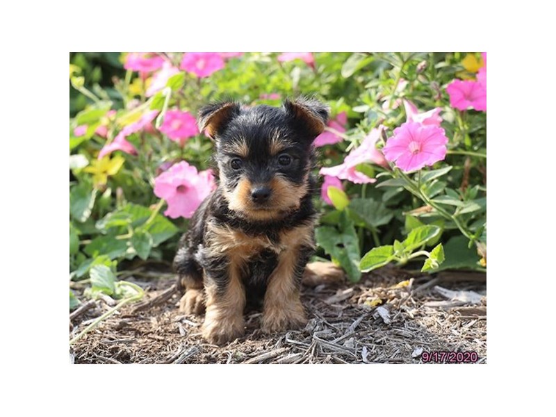 Silky Terrier