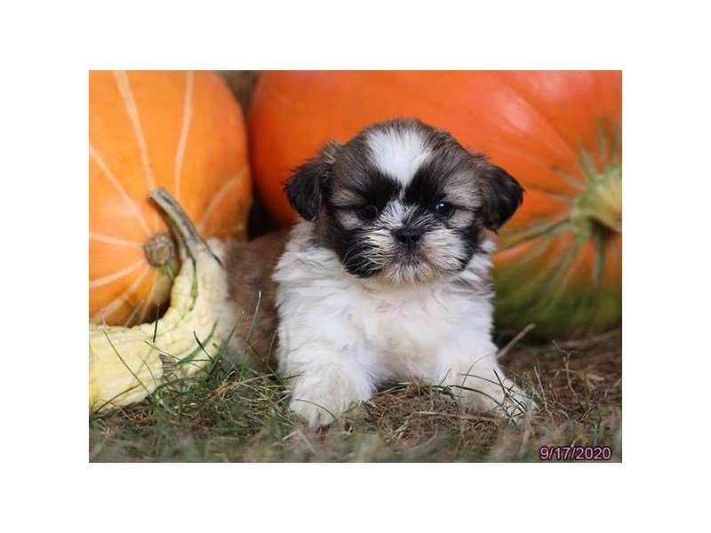 Shih Tzu