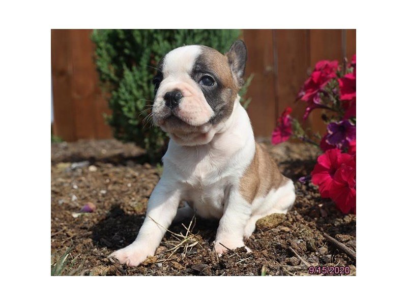 French Bulldog