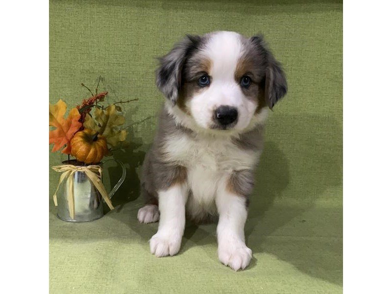 Miniature Australian Shepherd