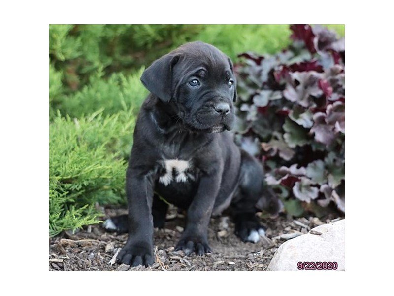 Cane Corso