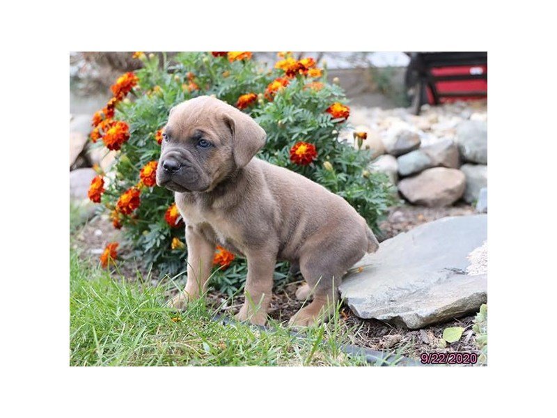 Cane Corso
