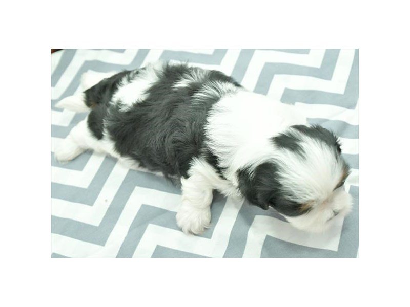 Shih Tzu
