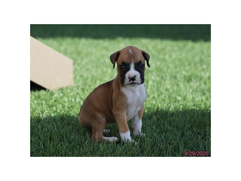 Boxer