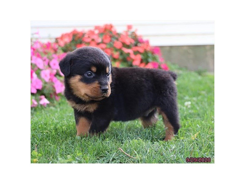Rottweiler