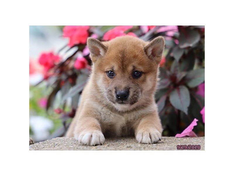 petland shiba inu price