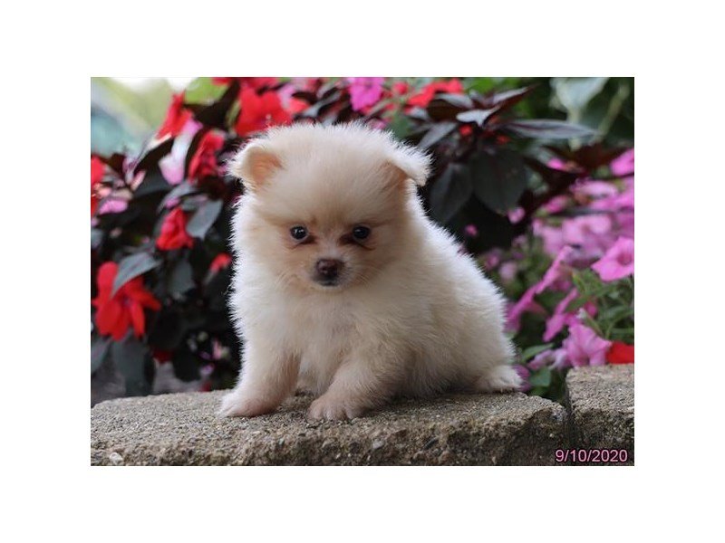 Pomeranian
